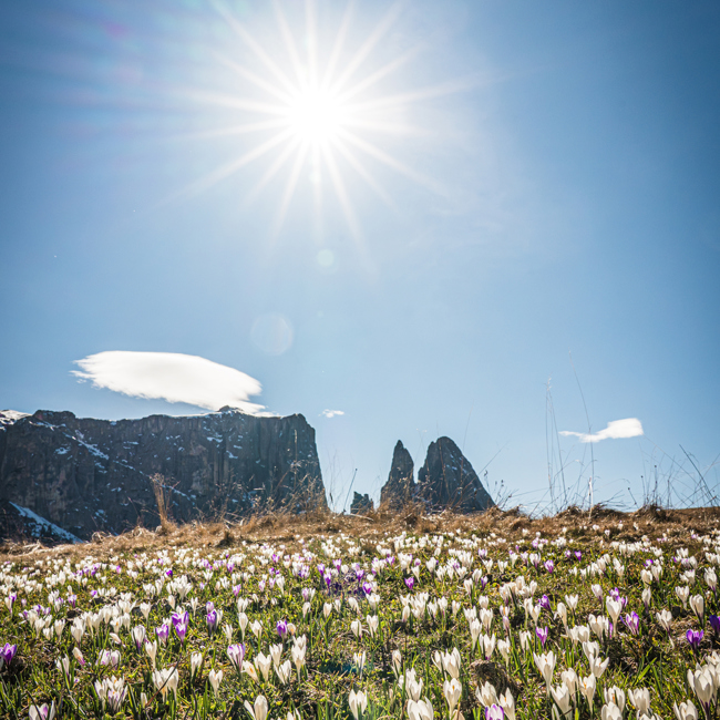 Krokusblüte ©Martin Kompatscher-27.jpg