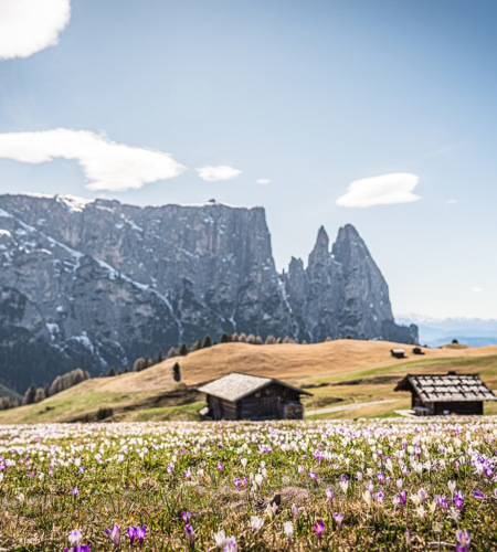 Krokusblüte ©Martin Kompatscher-25.jpg