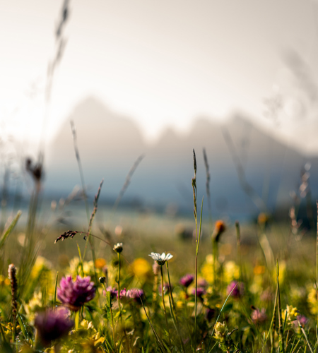 Sommer_3 © Martin Kompatscher.jpg
