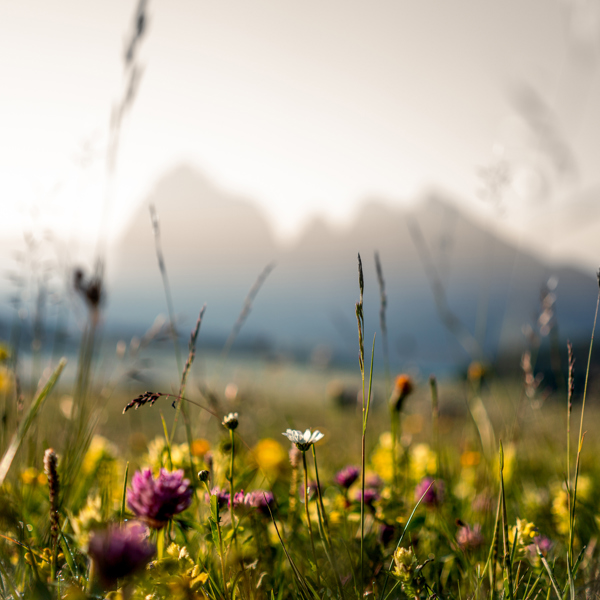 Sommer_3 © Martin Kompatscher.jpg